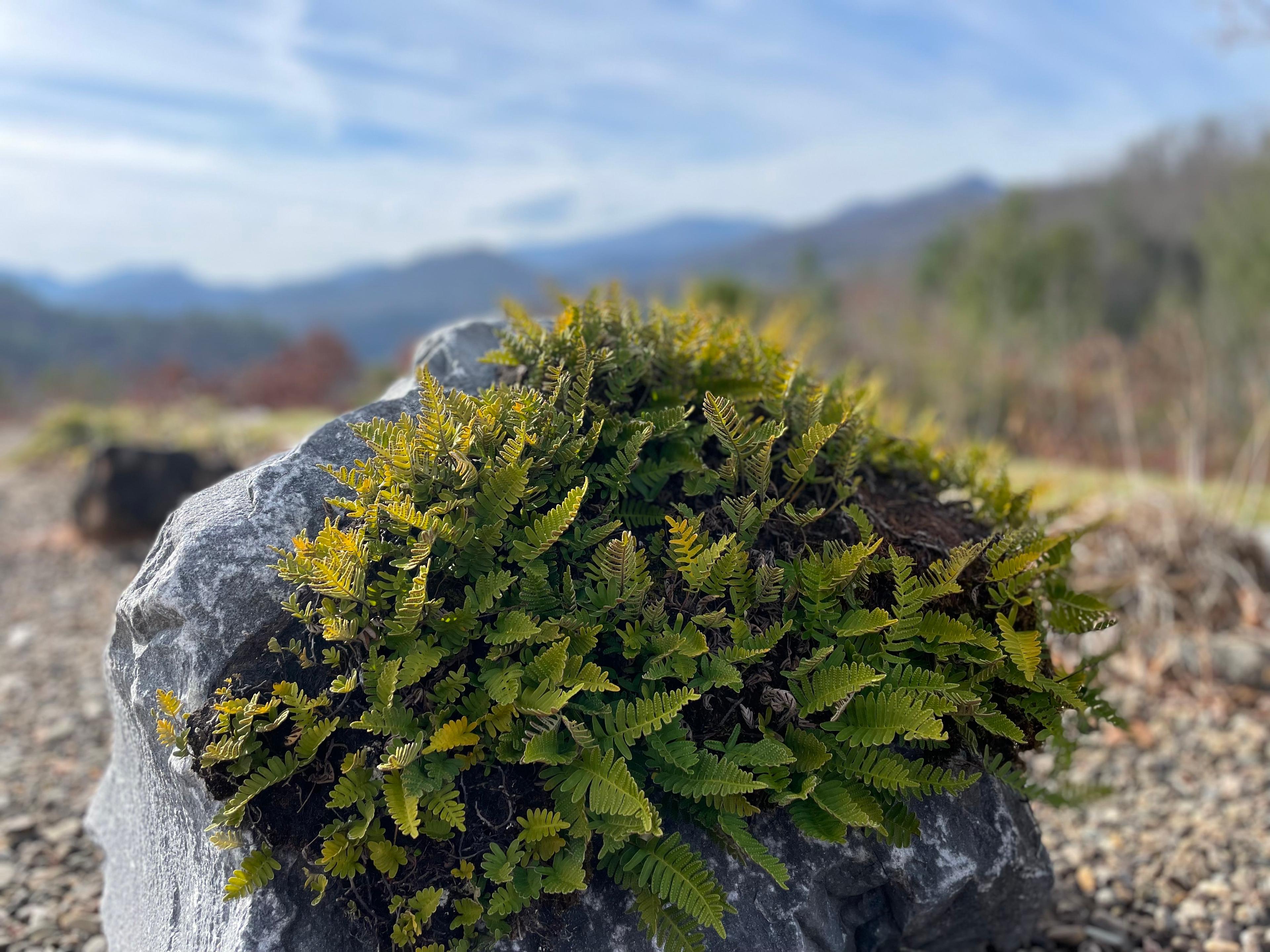 A ressurection fern